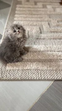 Chat Persan