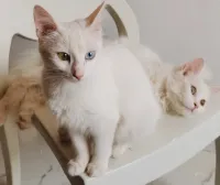 Mal Chat persan et femelle angora turc