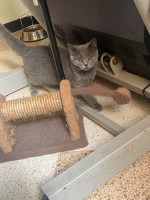 chat-british-shorthair-hair-6-mois-bir-mourad-rais-alger-algerie