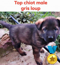 chien-chiot-berger-allemand-gris-loup-medea-algerie