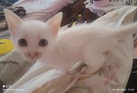 chat-angora-turc-male-annaba-algerie