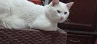 قط ابيض شيرازي