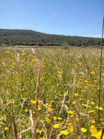 terrain-agricole-vente-el-tarf-ben-mehdi-algerie