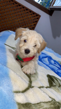 chien-bichon-maltais-alger-centre-algerie