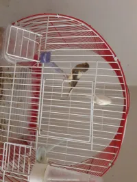 Canari 