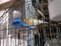 Canari 