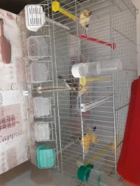 Canari