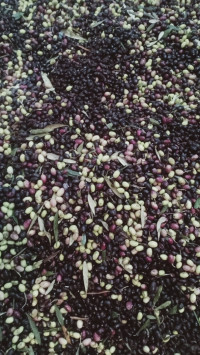 alimentaires-vendre-des-olives-chorfa-bouira-algerie