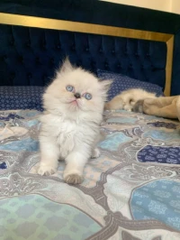 Chats person peky face
