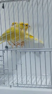 3 femelles jaune wajdine