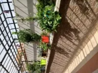 Vente Appartement F3 Medea Medea