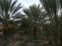 Vente Terrain Agricole Biskra El haouch