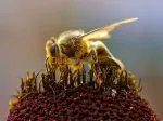 alimentation