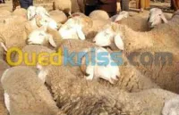  Moutons de l,Aide