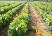 blida-bouinan-algerie-nettoyage-jardinage-vente-et-plantation-d-arbres