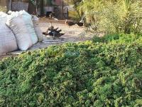 غرداية-العطف-الجزائر-غذائي-azolla-azola-lentilles-d-eau