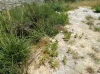 Vente Terrain Blida Bouarfa