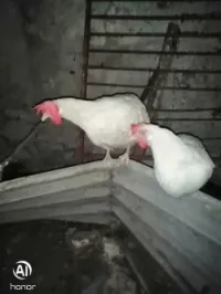 À vendre œufs fécondé poule