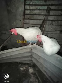 سكيكدة-القل-الجزائر-حيوانات-المزرعة-À-vendre-œufs-fécondé-poule