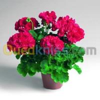 عين-الدفلى-الجزائر-مدارس-و-تكوين-formation-plantes-d-ornement