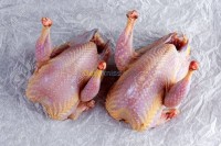 آخر-caille-fraiche-et-congele-تازمالت-بجاية-الجزائر