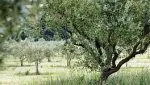 vante huile