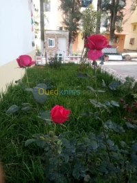 خدمات تھيئة المساحات الخضراء
