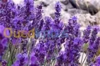 Herbes Aromatiques,Huiles Essentiel