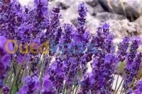 بسكرة-لواء-الجزائر-آخر-herbes-aromatiques-huiles-essentiel