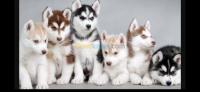 oran-algerie-chien-husky-champion-de-france