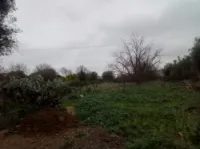 Vente Terrain Tlemcen Chetouane