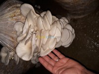 المسيلة-عين-الخضراء-الجزائر-غذائي-champignon-pleurote-الفطر-المحاري