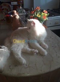 البليدة-الجزائر-قطة-persan