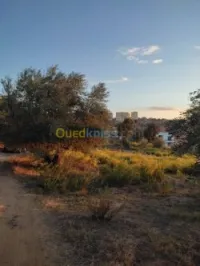 Vente Terrain Tizi Ouzou Azazga
