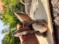 setif-bougaa-algerie-animaux-de-ferme-lapin-geant-des-flandre