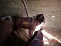 tiaret-chehaima-algerie-animaux-de-ferme-vend-chevre-race-بيع-الماعز-من-سلال