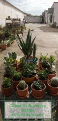 Plantes grasses ornementales
