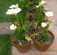 البليدة-الجزائر-بستنة-jardinerie-plantes-arbres
