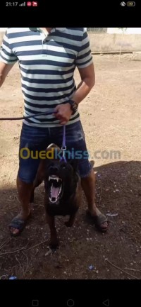 تبسة-الجزائر-آخر-dressage-chien