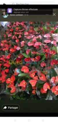 Fleuriste