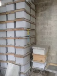 Ruche et essaims d'abeilles