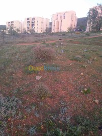 تلمسان-ندرومة-الجزائر-أرض-byaa-ard-tlmsan-ndrom