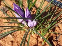 بصيلات الزعفران الحر