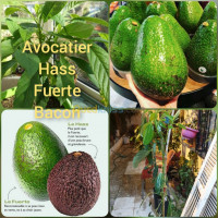 plantes-et-fleurs-avocado-hass-bacon-fuerte-blida-guerrouaou-algerie