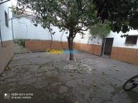 عين-الدفلى-مليانة-الجزائر-شقة-byaa-shk-7-ghrf-aayn-aldfl-mlyan