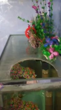 Aquarium