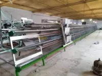 Batterie poule pondeuse et équipement 