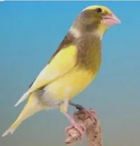 Verdier mutation panachées 