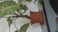 jardinage