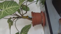 الجزائر-الخرايسية-ديكورات-و-ترتيب-jardinage